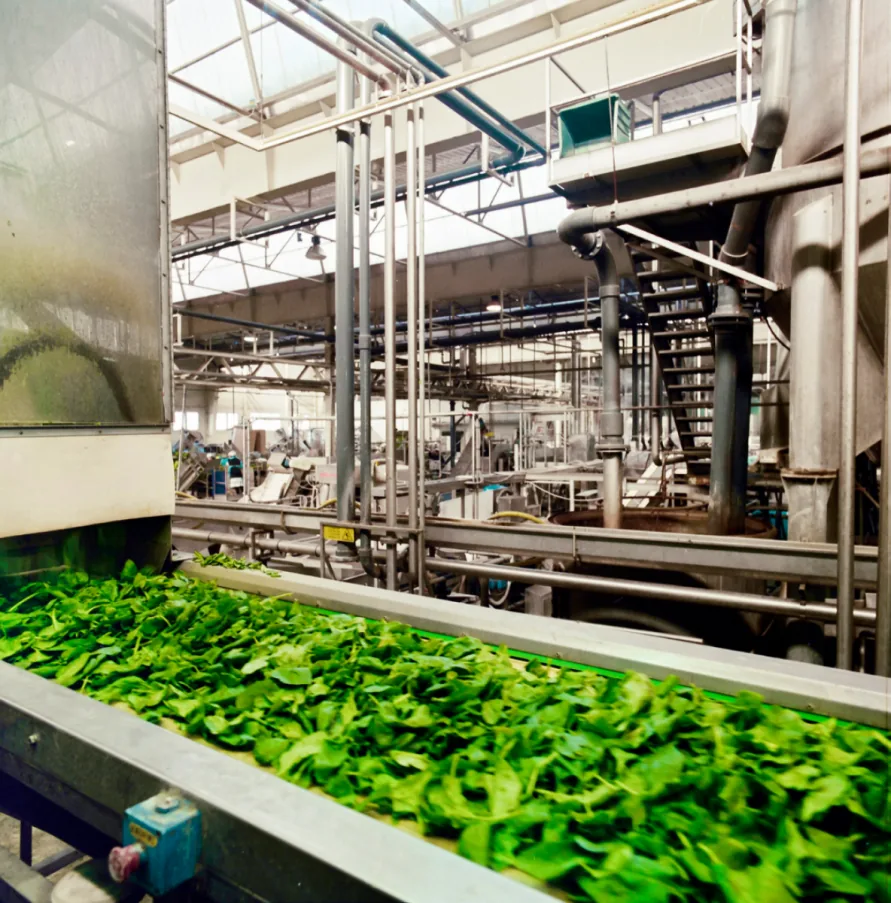 Food processing line with fresh green leaves moving along a conveyor beneath stainless steel machinery.